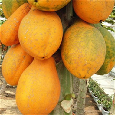 水果礼盒 海南有机木瓜