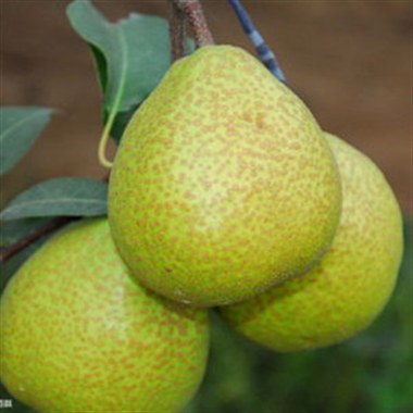 水果礼盒 山东莱阳梨